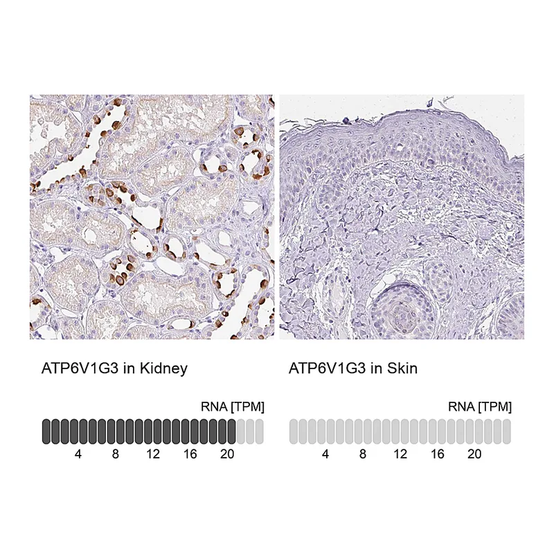 Atlas Antibodies Anti-ATP6V1G3 Antibody