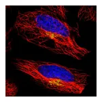 Atlas Antibodies Anti-ATP7A Antibody