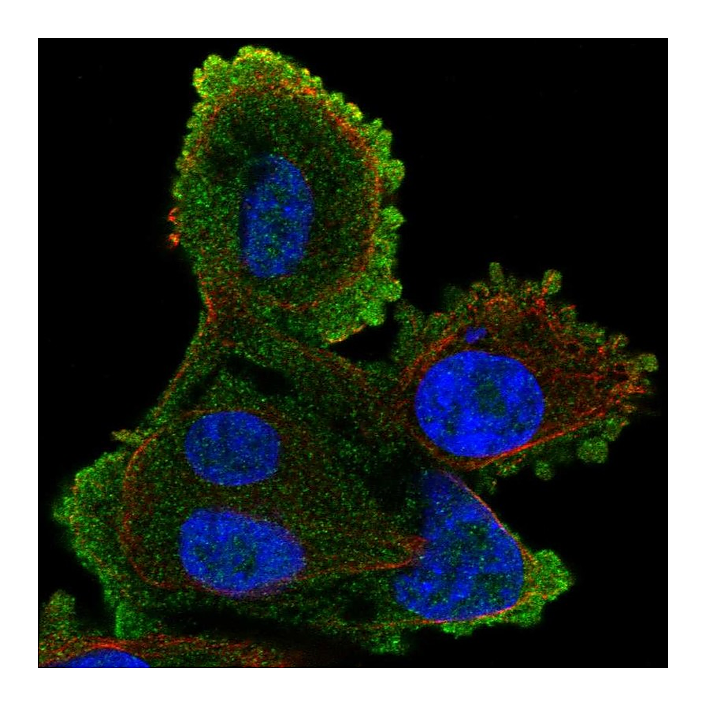 Atlas Antibodies Anti-ATP8A2 Antibody