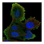 Atlas Antibodies Anti-ATP8A2 Antibody