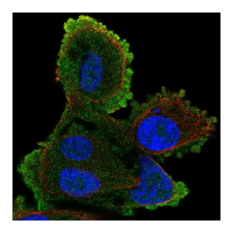 Atlas Antibodies Anti-ATP8A2 Antibody