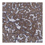 Atlas Antibodies Anti-ATP7B Antibody