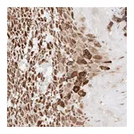 Atlas Antibodies Anti-ATP9B Antibody
