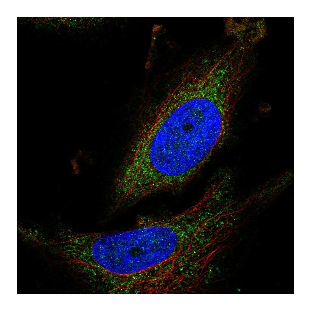 Atlas Antibodies Anti-ATPAF1 Antibody