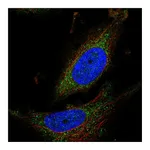 Atlas Antibodies Anti-ATPAF1 Antibody