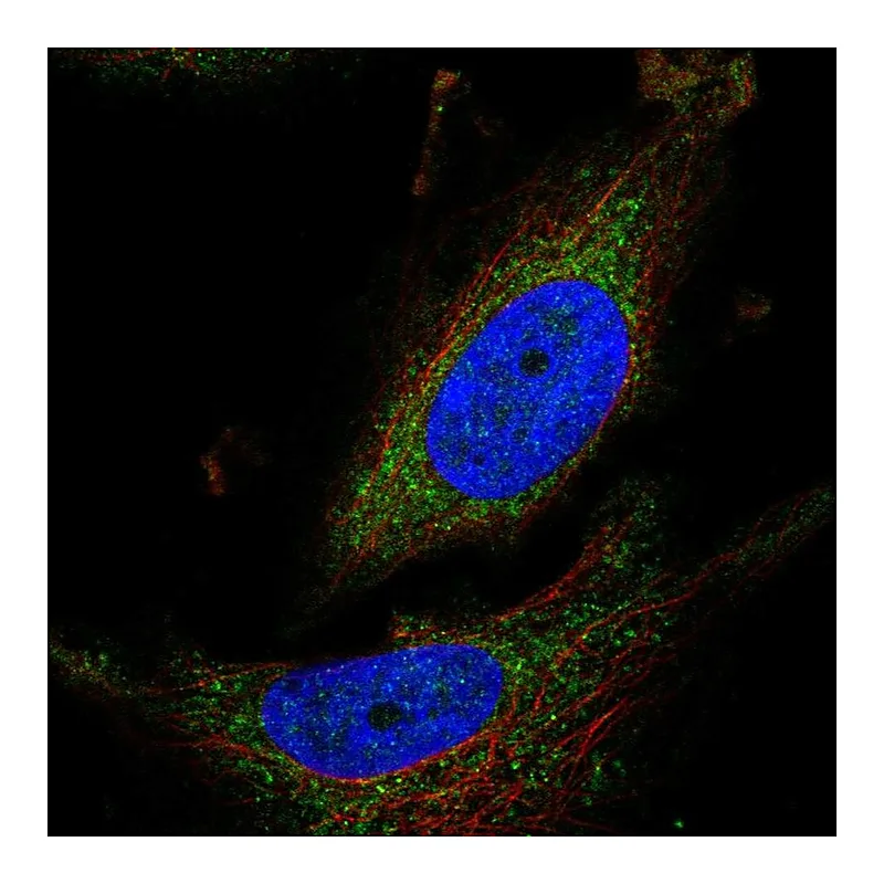 Atlas Antibodies Anti-ATPAF1 Antibody