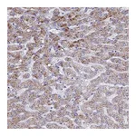 Atlas Antibodies Anti-ATPAF1 Antibody