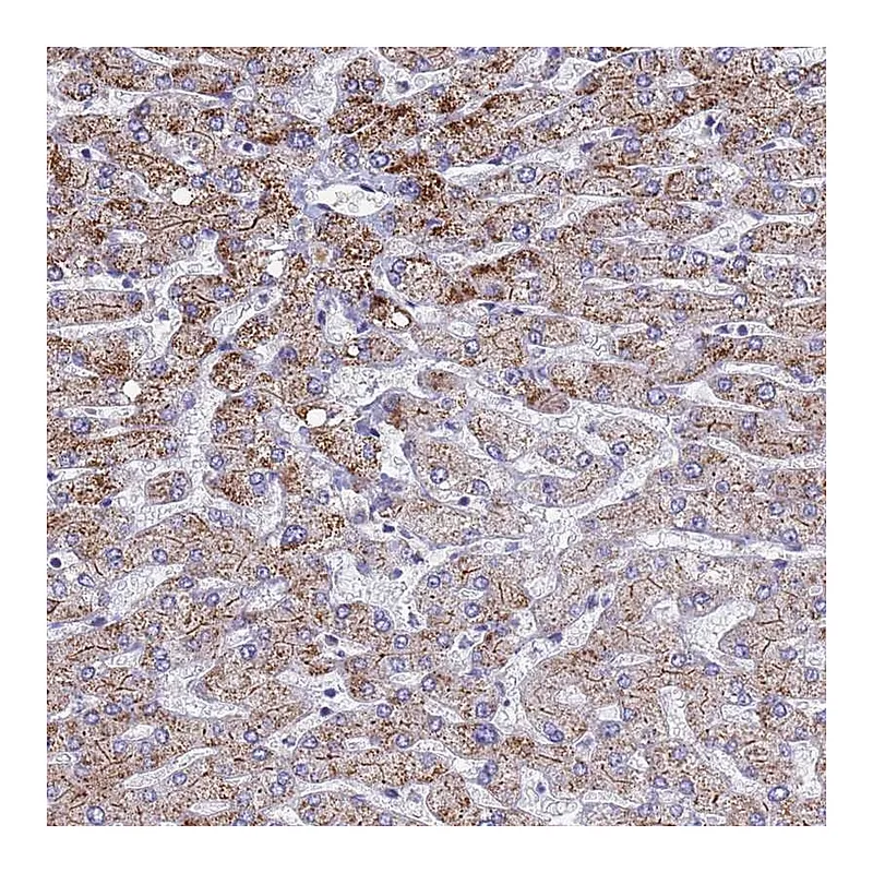 Atlas Antibodies Anti-ATPAF1 Antibody