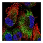 Atlas Antibodies Anti-ATPAF2 Antibody