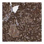 Atlas Antibodies Anti-ATPAF2 Antibody