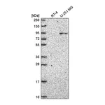Atlas Antibodies Anti-ATRIP Antibody