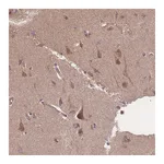 Atlas Antibodies Anti-ATXN10 Antibody