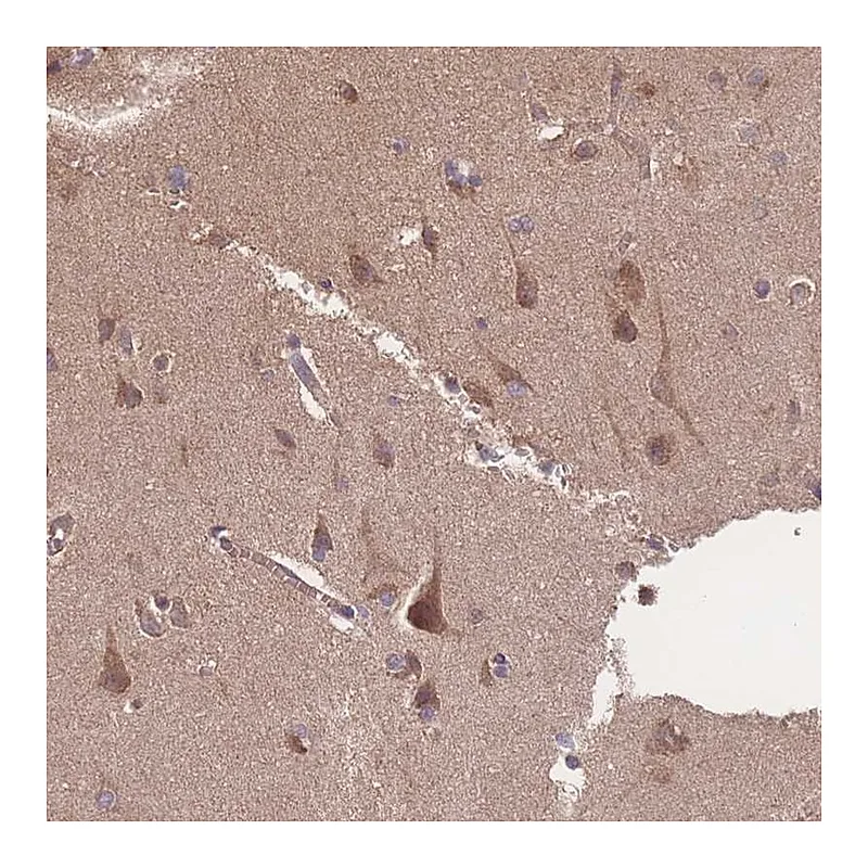 Atlas Antibodies Anti-ATXN10 Antibody