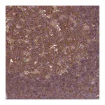 Atlas Antibodies Anti-ATXN2L Antibody