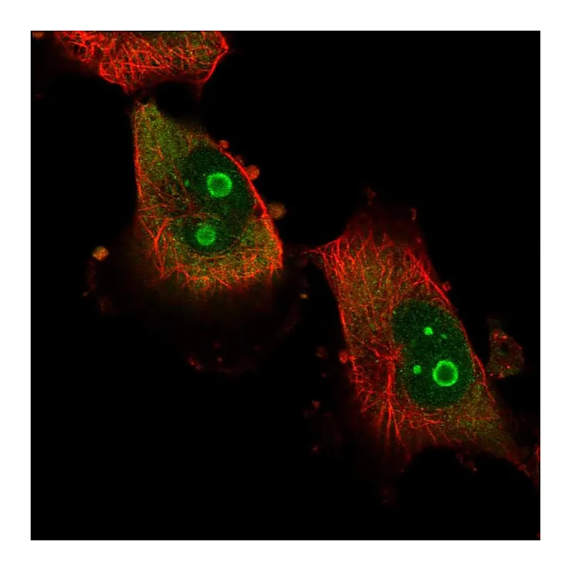Atlas Antibodies Anti-ATXN7L2 Antibody
