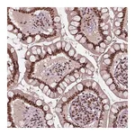 Atlas Antibodies Anti-ATXN7L3 Antibody