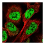 Atlas Antibodies Anti-ATXN7L3B Antibody