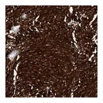 Atlas Antibodies Anti-AUNIP Antibody