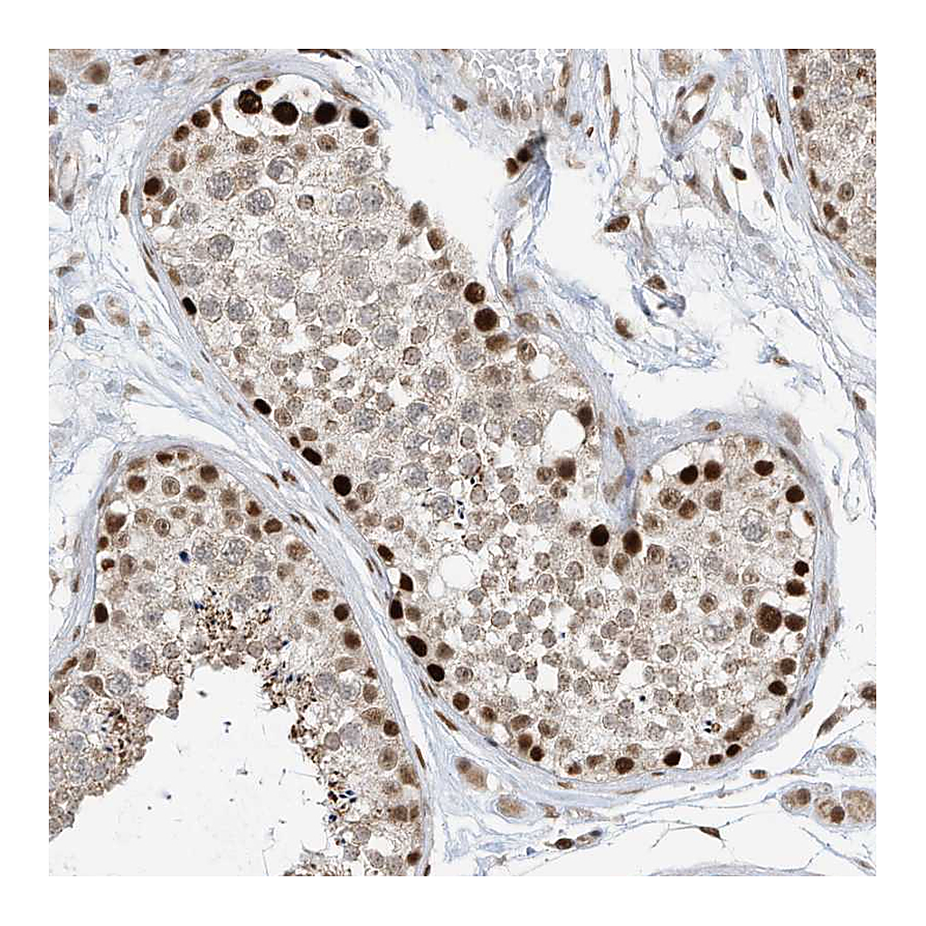 Atlas Antibodies Anti-AURKAIP1 Antibody