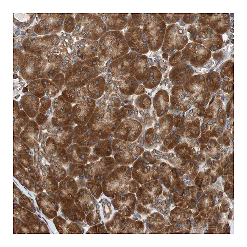 Atlas Antibodies Anti-AUP1 Antibody
