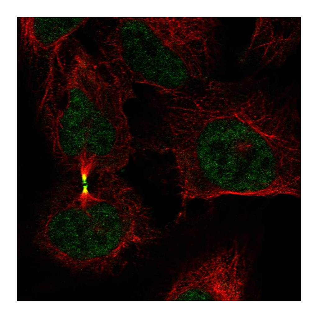 Atlas Antibodies Anti-AURKB Antibody