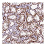 Atlas Antibodies Anti-AVL9 Antibody