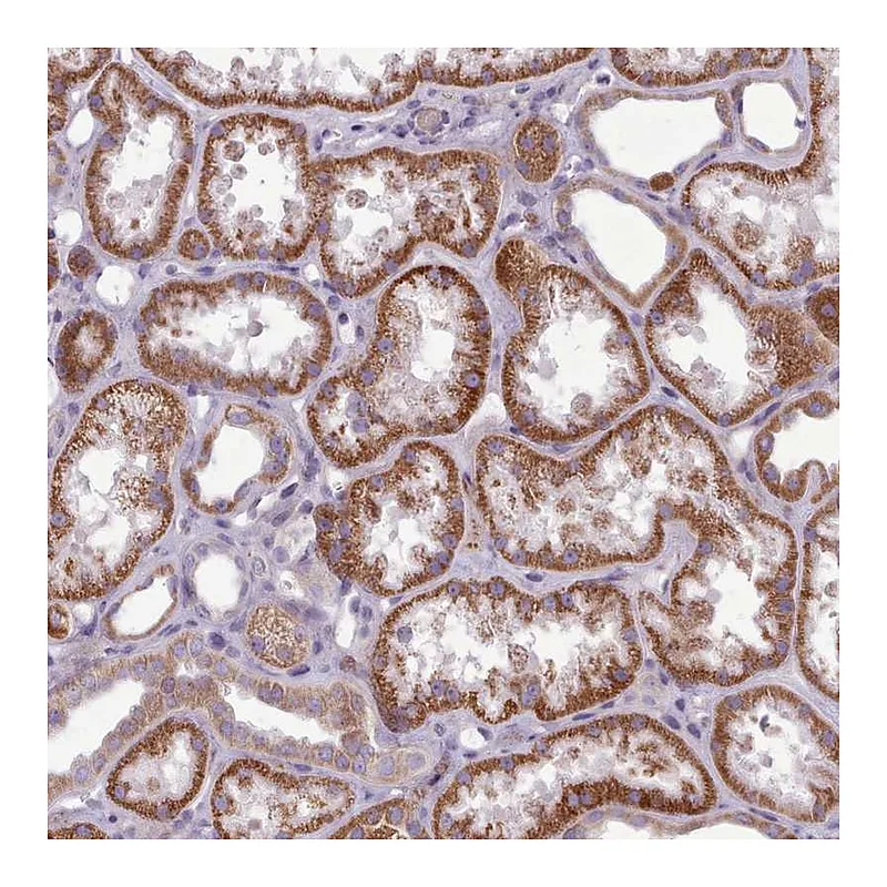 Atlas Antibodies Anti-AVL9 Antibody
