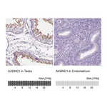 Atlas Antibodies Anti-AXDND1 Antibody