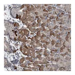Atlas Antibodies Anti-AXL Antibody