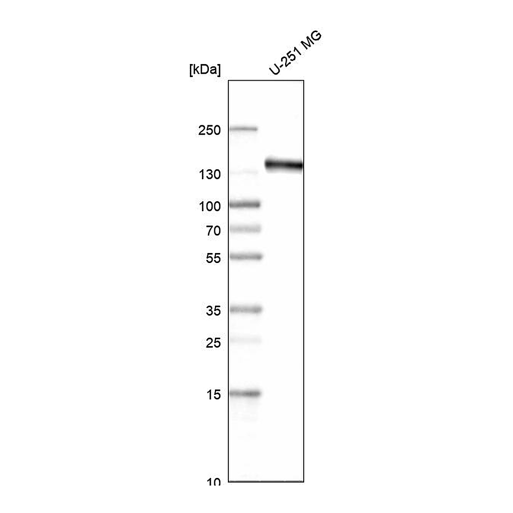 Atlas Antibodies Anti-AXL Antibody