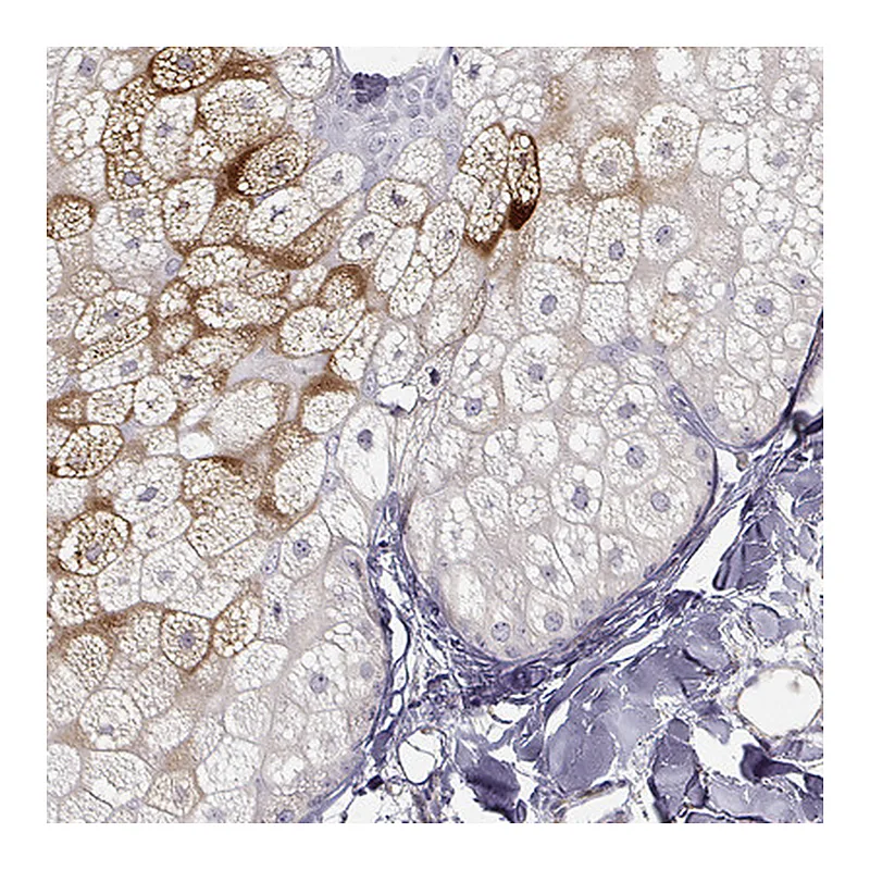Atlas Antibodies Anti-AWAT1 Antibody