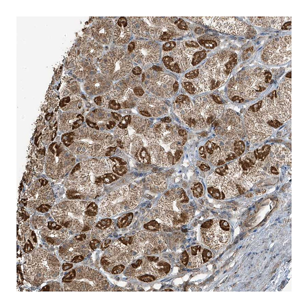 Atlas Antibodies Anti-AZI2 Antibody