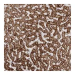 Atlas Antibodies Anti-AZIN1 Antibody