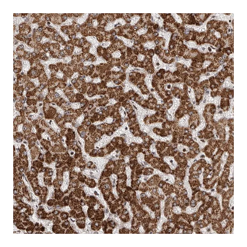 Atlas Antibodies Anti-AZIN1 Antibody