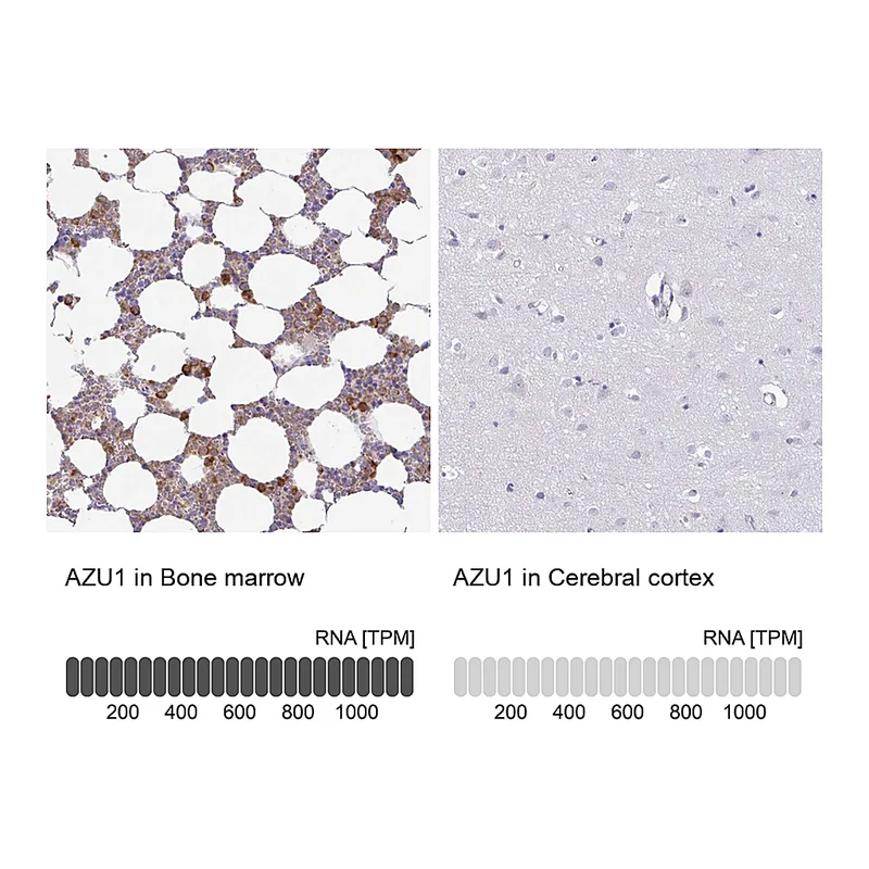 Atlas Antibodies Anti-AZU1 Antibody
