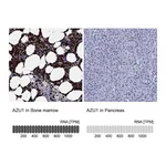 Atlas Antibodies Anti-AZU1 Antibody