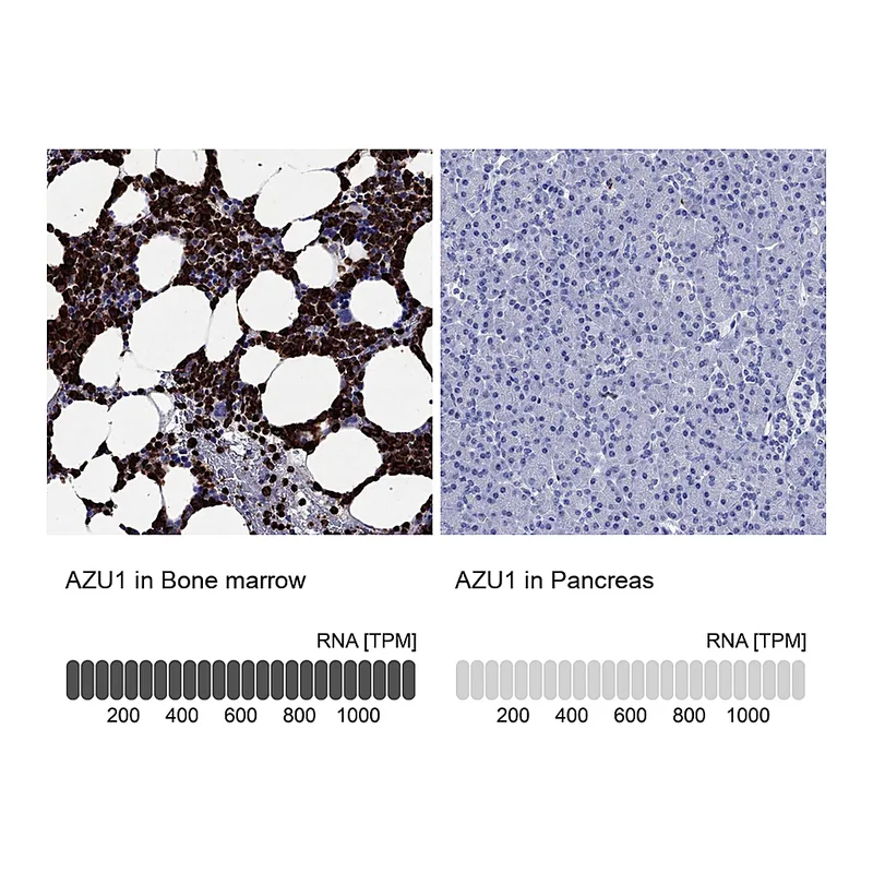 Atlas Antibodies Anti-AZU1 Antibody