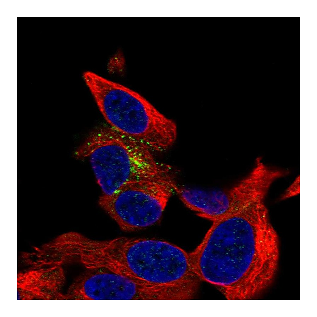 Atlas Antibodies Anti-B3GAT1 Antibody