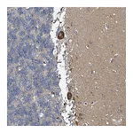 Atlas Antibodies Anti-B3GAT3 Antibody
