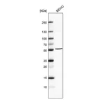 Atlas Antibodies Anti-B3GNT2 Antibody