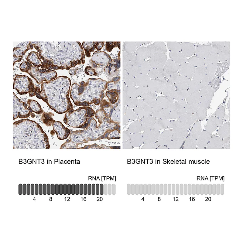 Atlas Antibodies Anti-B3GNT3 Antibody