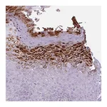 Atlas Antibodies Anti-B3GNT4 Antibody