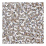 Atlas Antibodies Anti-B3GNT5 Antibody