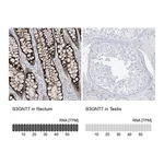 Atlas Antibodies Anti-B3GNT7 Antibody