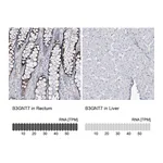 Atlas Antibodies Anti-B3GNT7 Antibody
