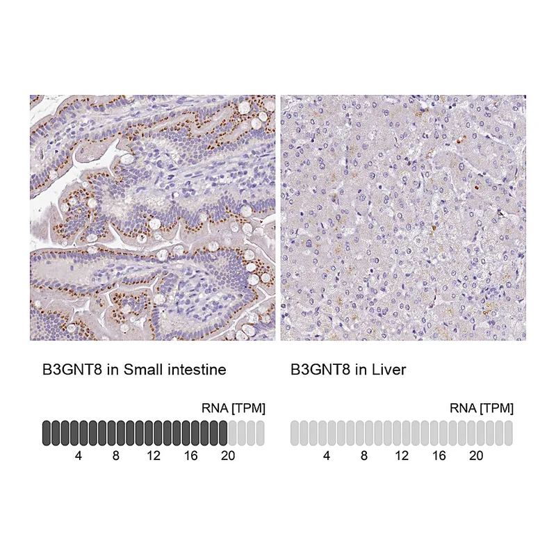 Atlas Antibodies Anti-B3GNT8 Antibody
