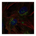 Atlas Antibodies Anti-B3GNT9 Antibody