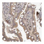 Atlas Antibodies Anti-B3GNTL1 Antibody