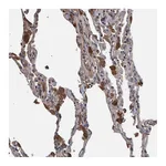 Atlas Antibodies Anti-B3GNTL1 Antibody