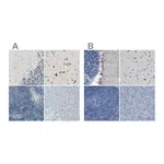 Atlas Antibodies Anti-B4GALNT1 Antibody